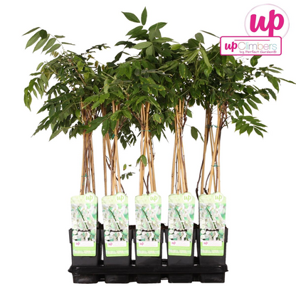 Klimplant Wisteria Alba 65 cm Ø15 cm