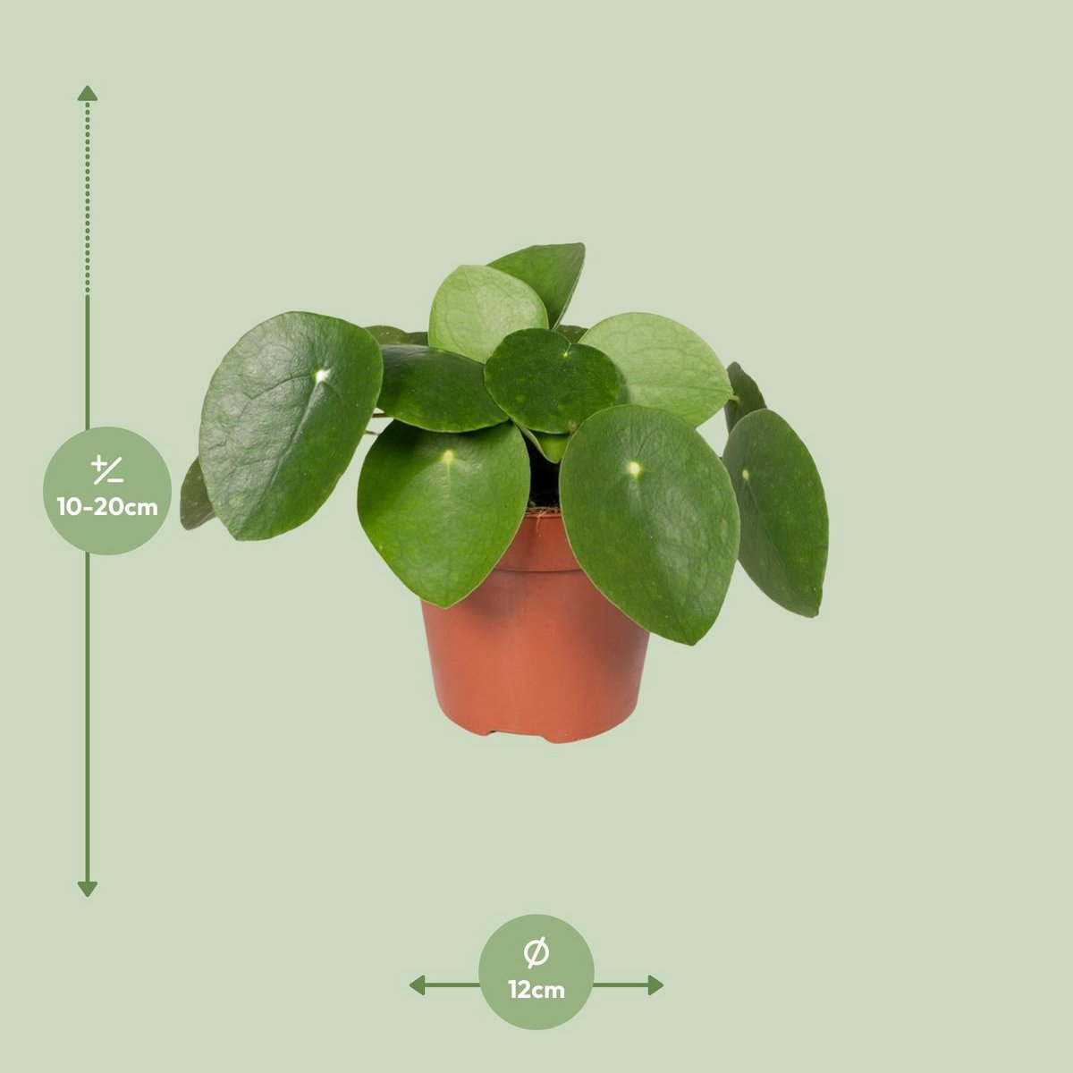 Pilea Peperomioides - Pancake Plant - Ø12cm - ↕20 cm