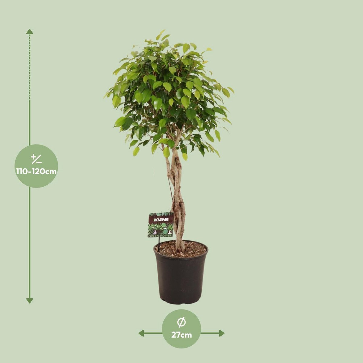 Kamerplant Ficus Benjamina Exotica gevlochten stam 120 cm