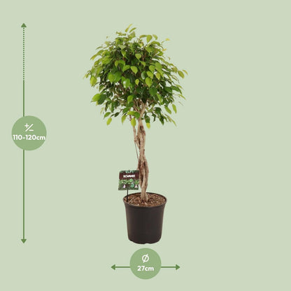 Kamerplant Ficus Benjamina Exotica gevlochten stam 120 cm