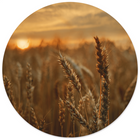 Wall circle grain