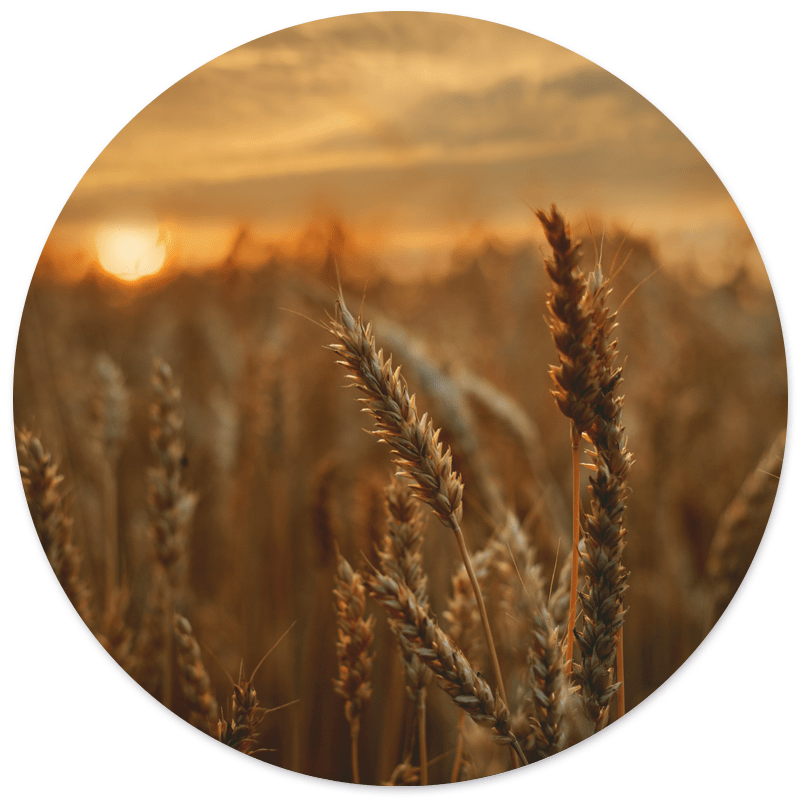 Wall circle grain