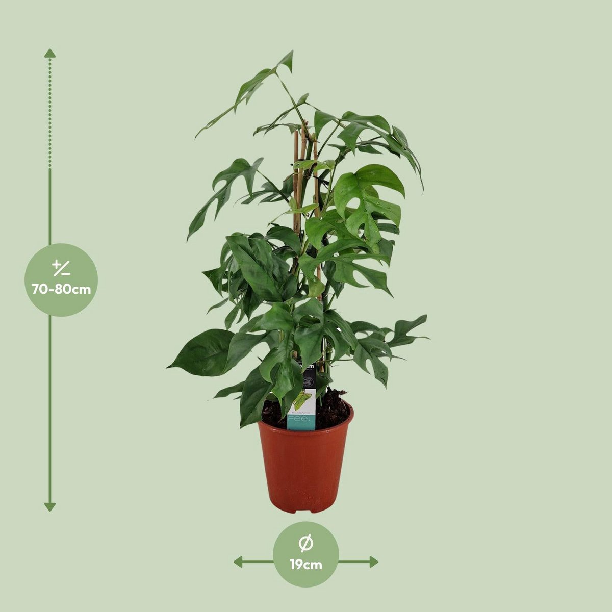 Philodendron Minima Pyramid - Ø19 ↕75