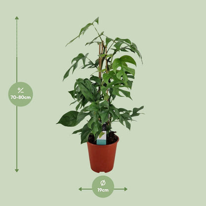 Philodendron Minima Pyramid - Ø19 ↕75
