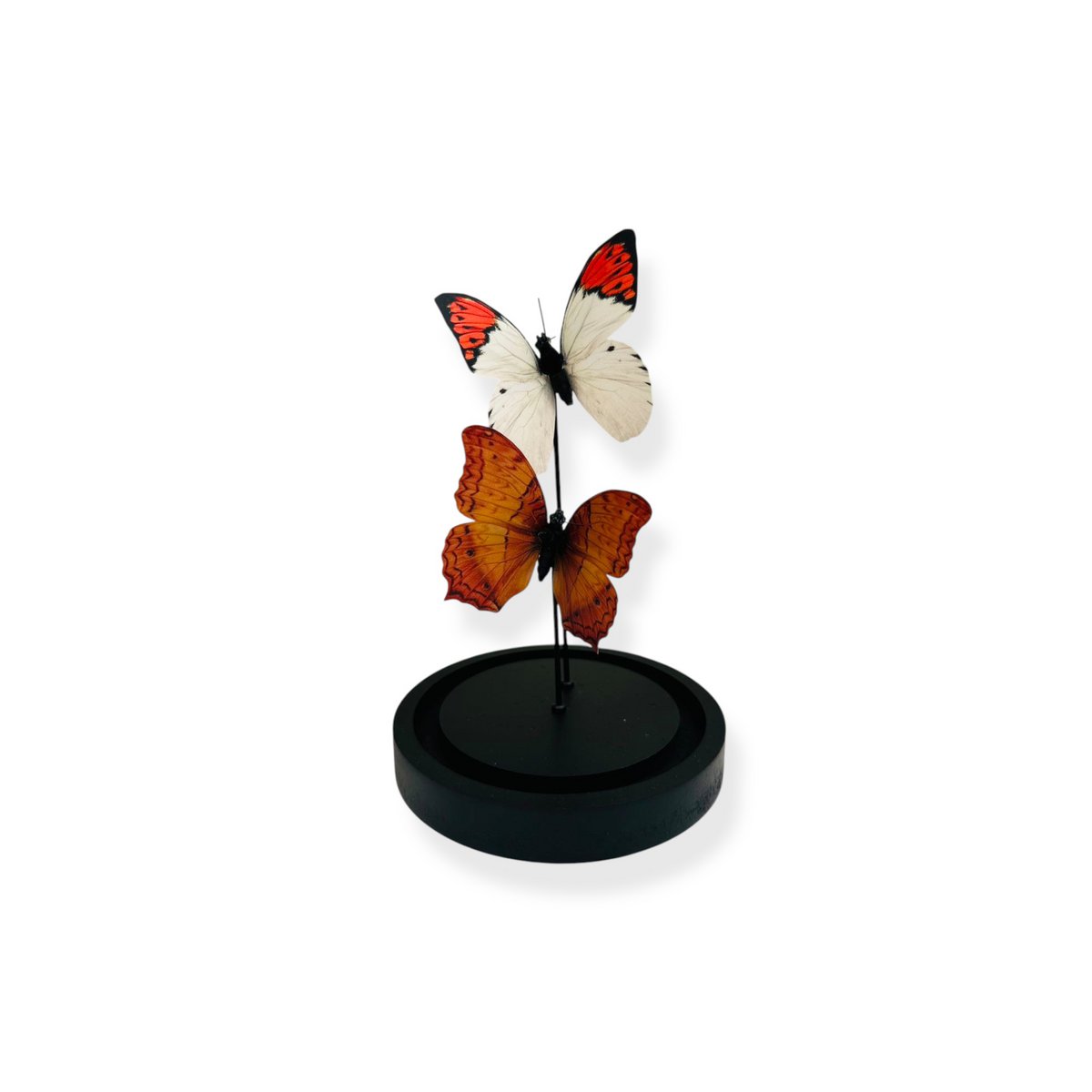 Glazen stolp met zijden vlinders 11x21 cm