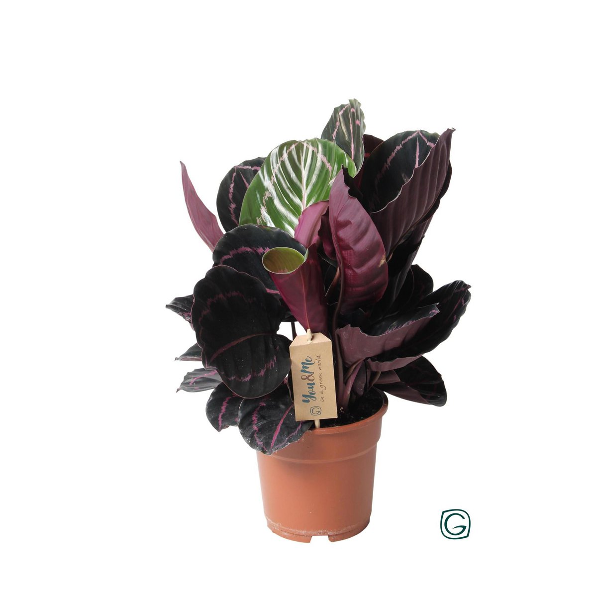 Calathea Dottie - Ø17 ↕25