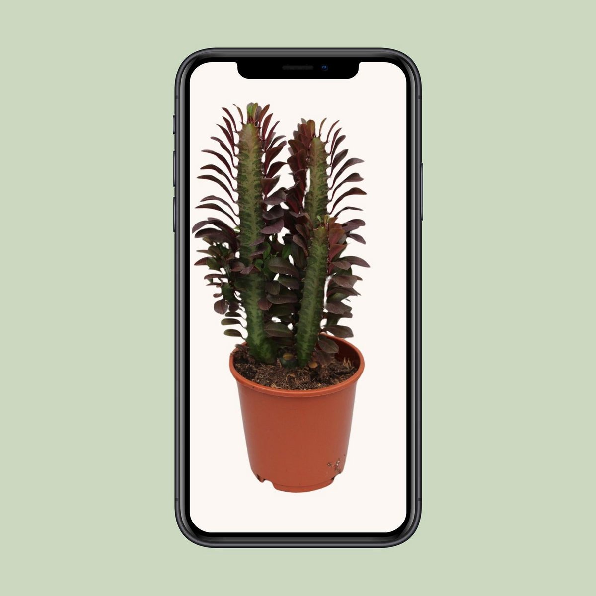 Euphorbia Trigona Crubra plant Ø12cm 40cm