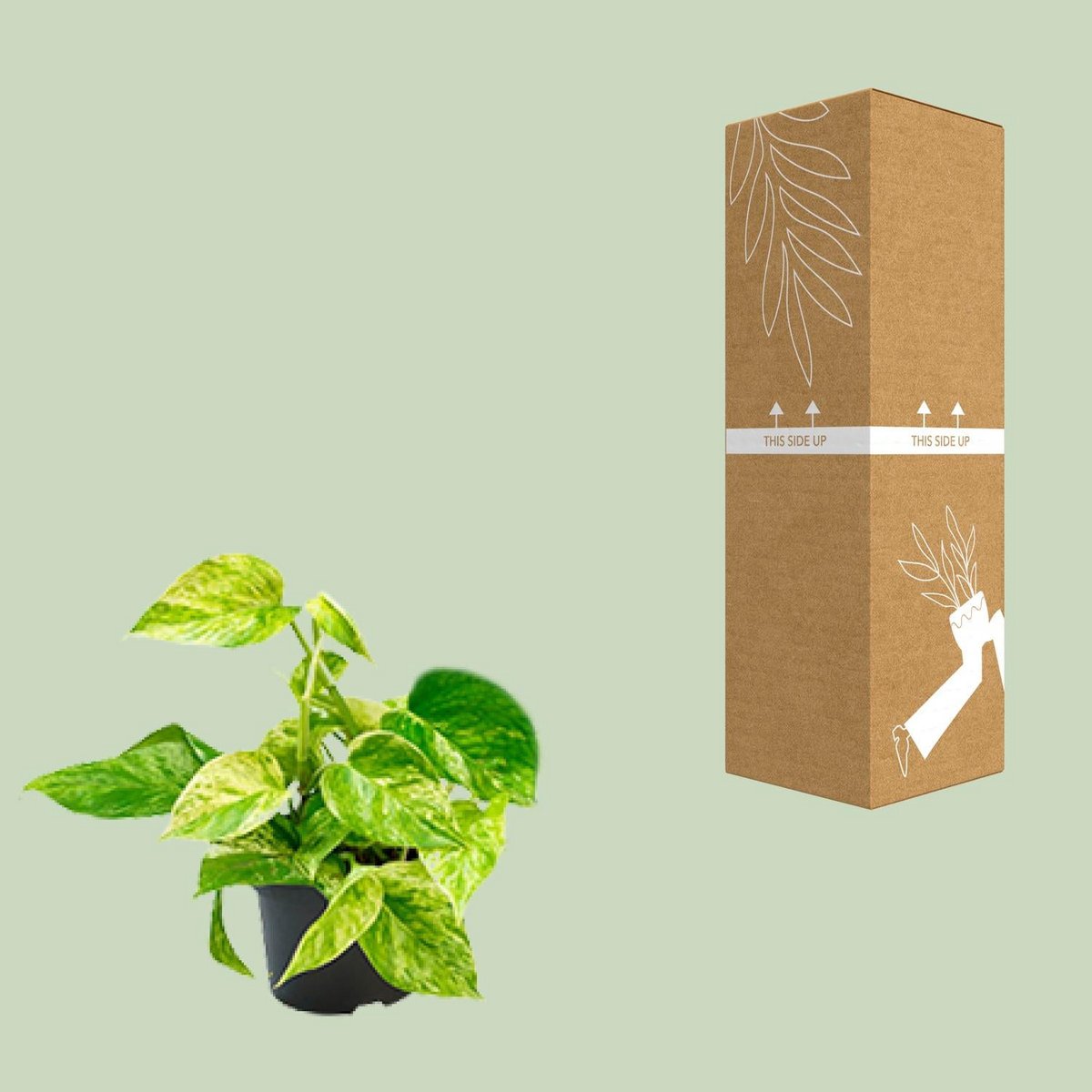 Kamerplant Epipremnum scindapsus Ø12cm ↕25cm