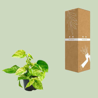 Kamerplant Epipremnum scindapsus Ø12cm ↕25cm