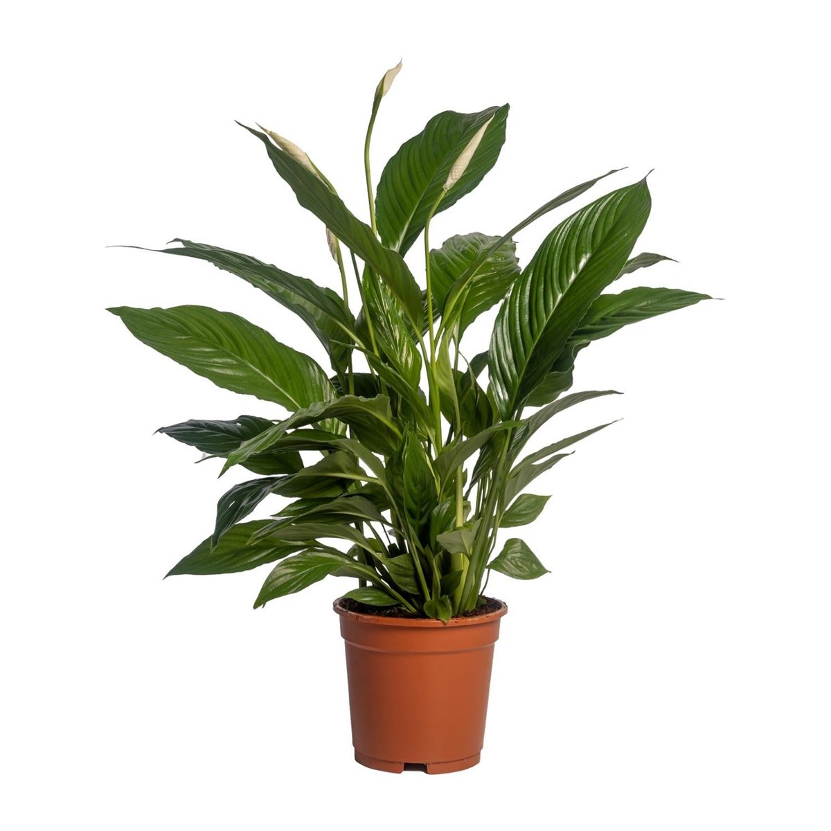Spathiphyllum vivaldi kamerplant Ø17cm 70cm
