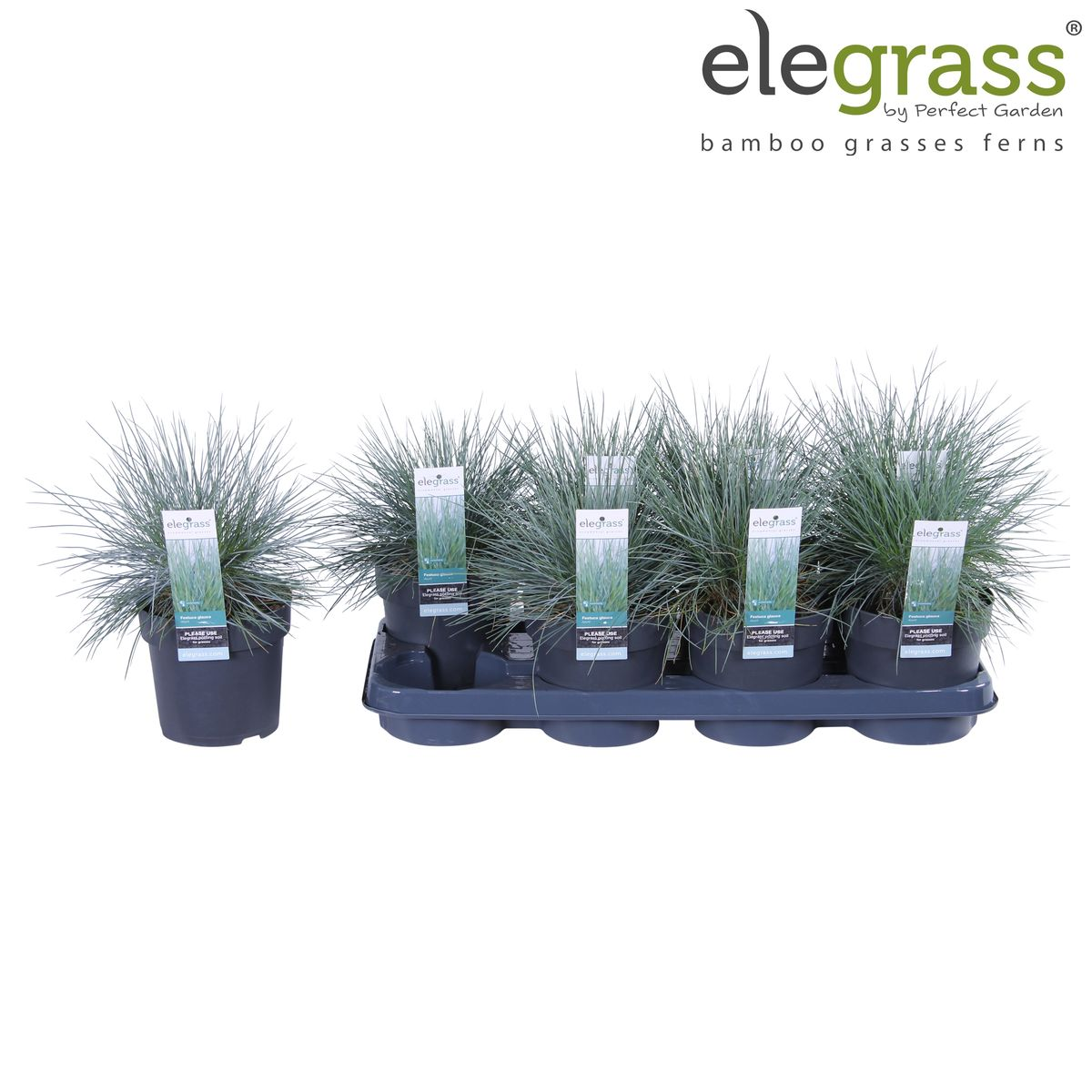 Festuca Glauca Azura Blue - Ø19cm - ↕40cm - Ø14 - ↨30cm