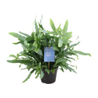 Phlebodium Blue Star Fern - Ø14cm - ↕40 cm
