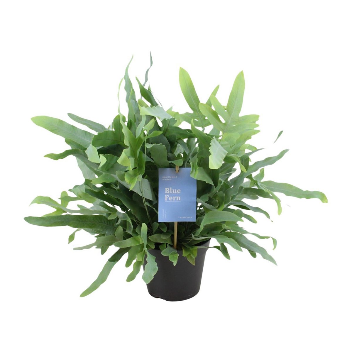 Phlebodium Blue Star Fern - Ø14cm - ↕40 cm