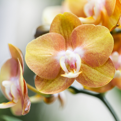 Oranje Orchideeënset in Rieten Mand met Waterreservoir