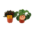 Kamerplanten duo Peperomia Rosso Pilea Peperomioides Ø12 cm