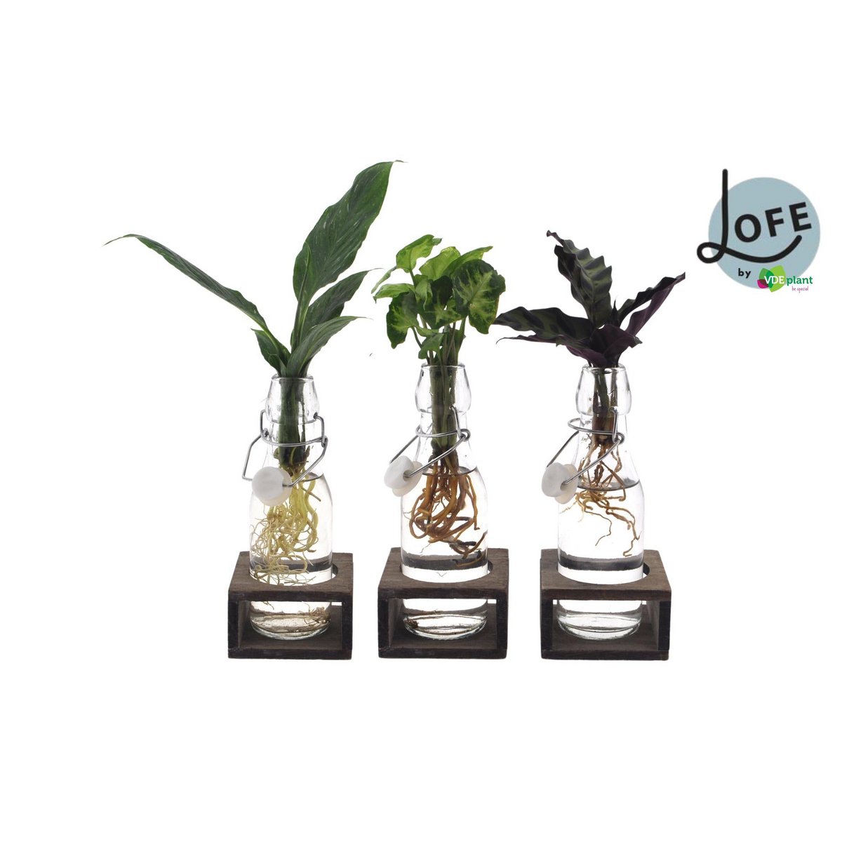 Kamerplanten set 3 stuks Ø7cm ↕25cm