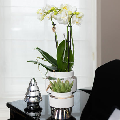 Plantenset orchidee succulent zilver dienblad