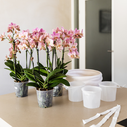Roze Orchideeënset in Como Pot met Zelfwatergevend Systeem (2 Planten)