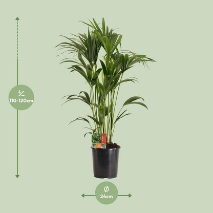 Kamerplant Kentia Howea Forsteriana H120 cm