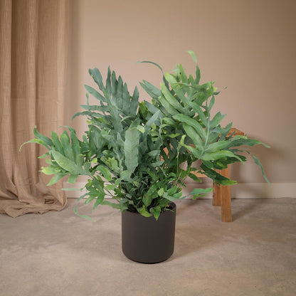 Phlebodium Aureum Blue Star - Blue Star Fern - Ø17cm - ↕50cm