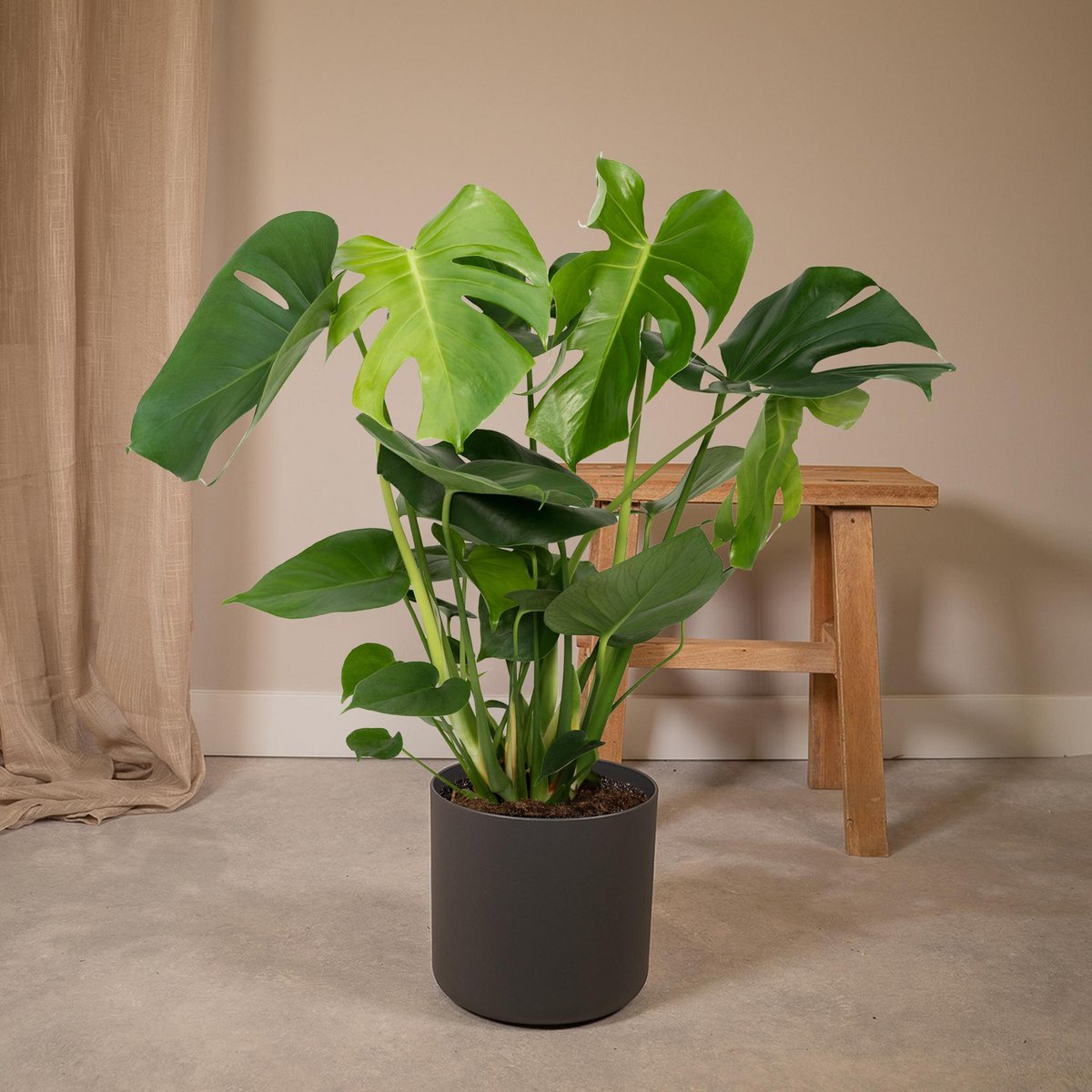 Monstera Deliciosa plant Ø19cm ↕60cm