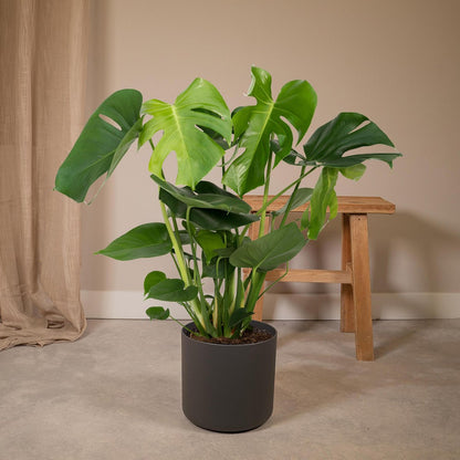 Monstera Deliciosa plant Ø19cm ↕60cm