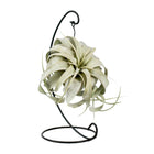 Luchtplant Tillandsia King Xero Ø12cm ↕23cm