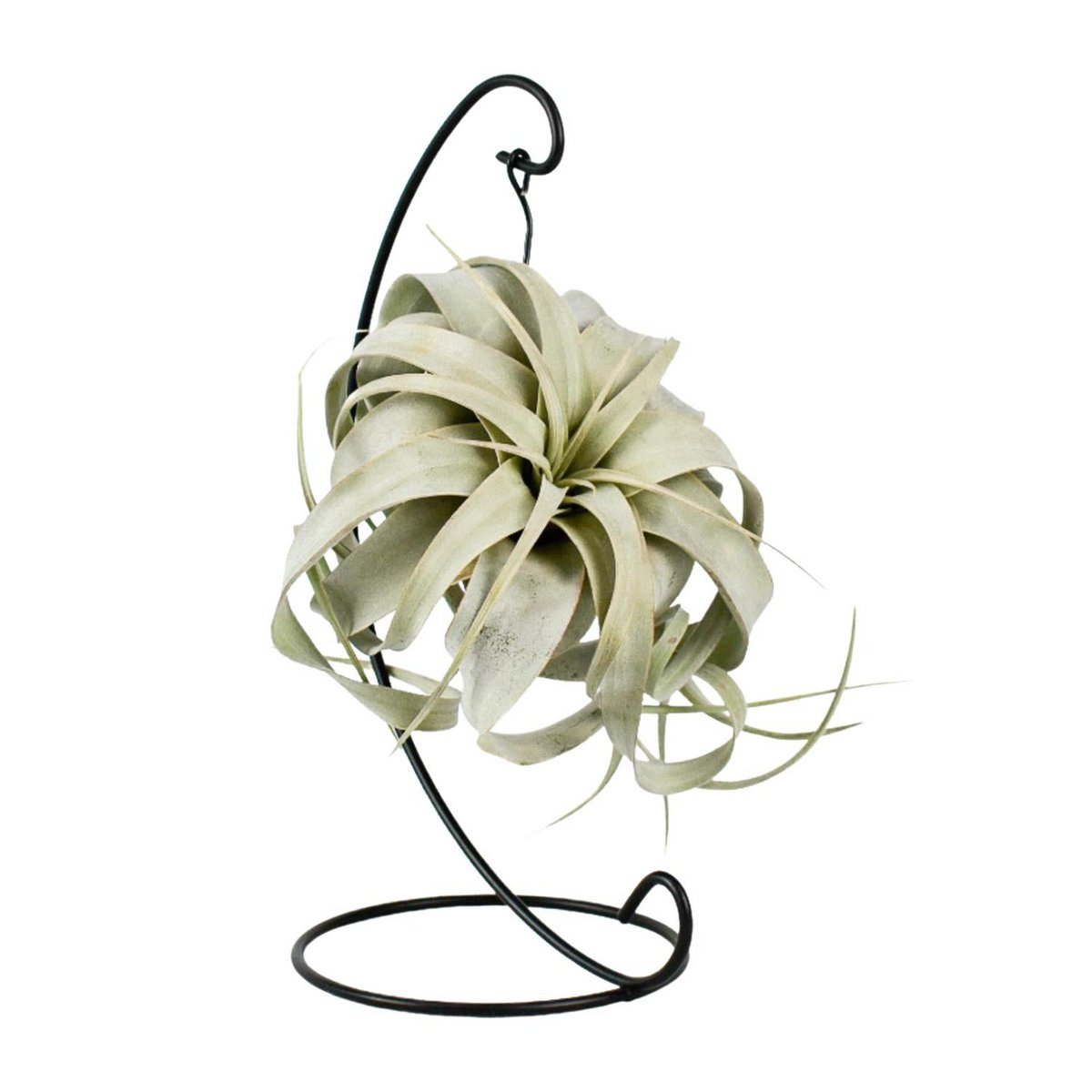 Luchtplant Tillandsia King Xero Ø12cm ↕23cm