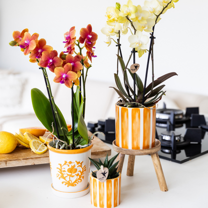 Decorative pot with striped pattern orange - 6 cm