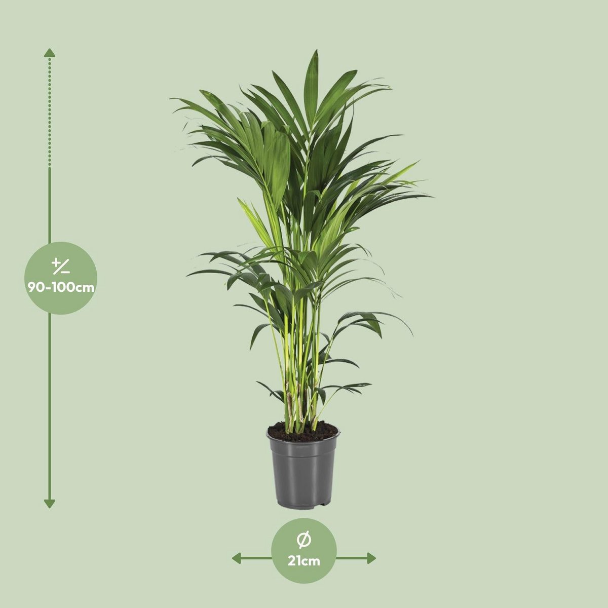 Kentia Palm Howea Forsteriana 100 cm