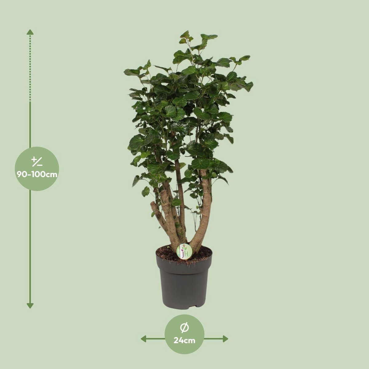 Polyscias 'Lemon' | [P24-H95]