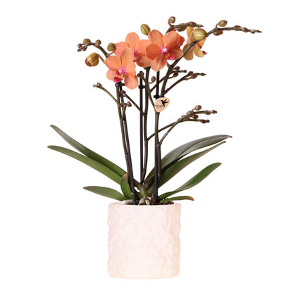 Oranje Bolzano Orchidee met Star Fish Sierpot Ø9cm