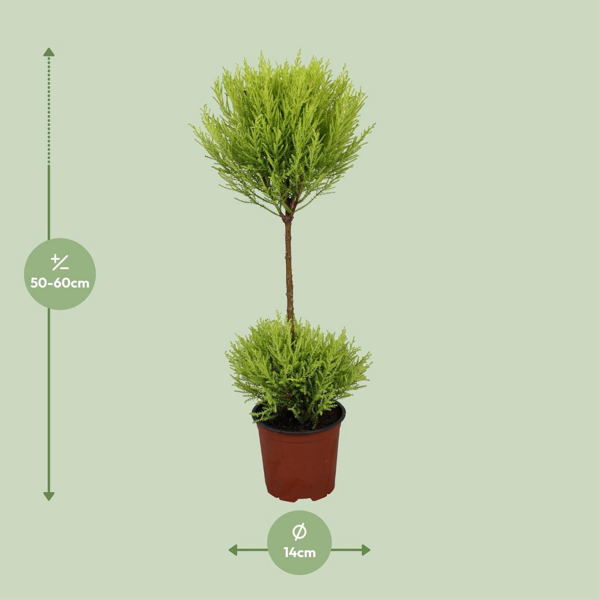 Cipres Goldcrest Wilma 60 cm pot Ø14 cm