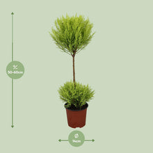 Cipres Goldcrest Wilma 60 cm pot Ø14 cm