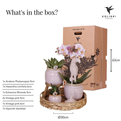 Plantenset met Roze Orchidee en Succulenten in Keramieken Sierpotten
