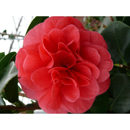 Camellia Jap. 'Lady Campbell' - Ø26cm - ↕55cm - Ø29 - ↨90cm