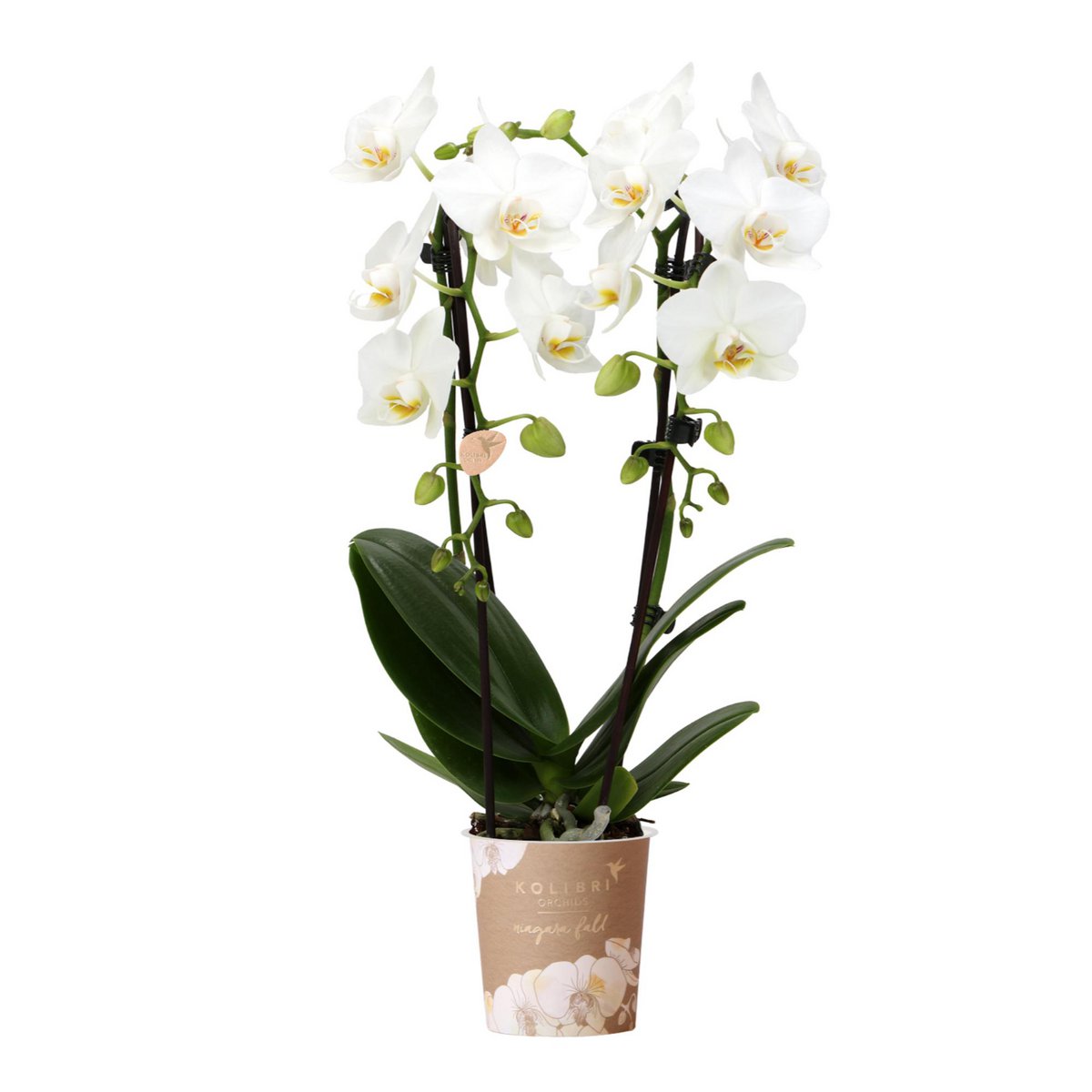Orchidee Phalaenopsis Niagara Fall wit Ø9 cm pot