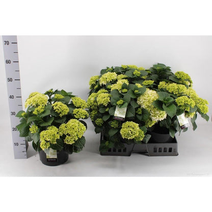 Hortensia Wit P23 - Ø23cm - ↕40cm