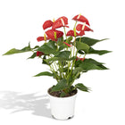 Anthurium Red kamerplant Ø17cm ↕55cm