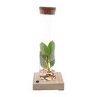 Lock In Glass Tube + LED - Ø5cm - ↕10cm