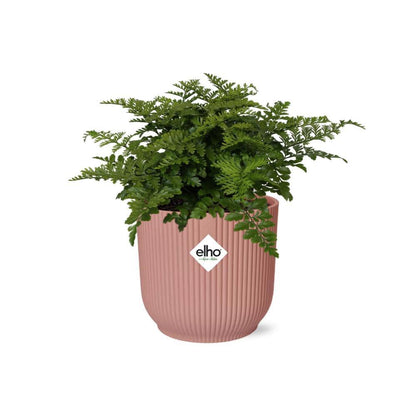Asplenium Parvati varen 14 cm roze pot