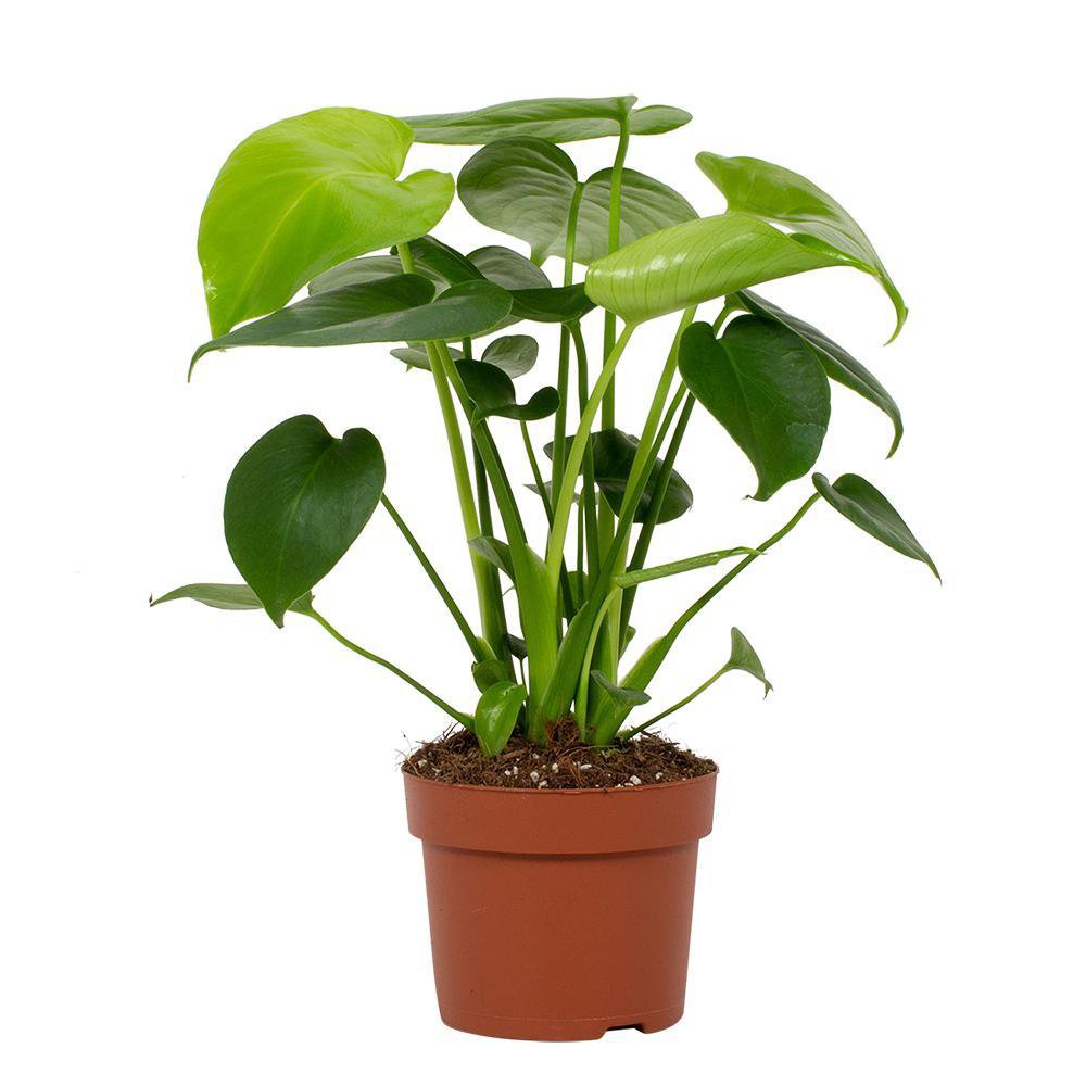 Heerlijke monstera tauerii 12 cm - Ø12cm - ↕30cm