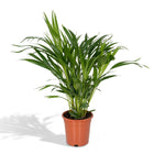 Areca Palm Dypsis Lutescens Ø17cm 60cm
