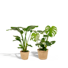 Plantenmix Strelitzia Nicolai Ø19cm 85cm Monstera Deliciosa Ø21cm 75cm mand Selin