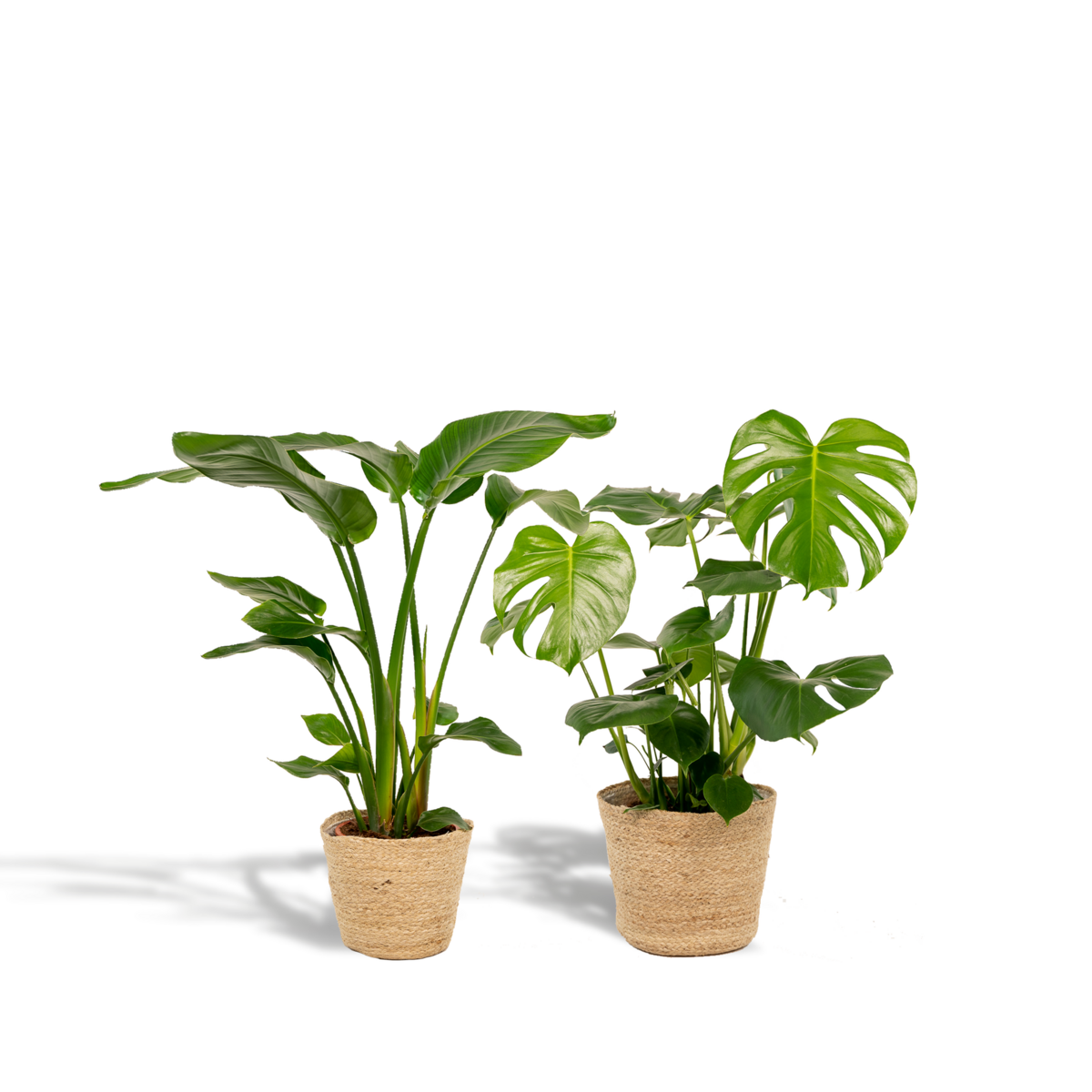 Plantenmix Strelitzia Nicolai Ø19cm 85cm Monstera Deliciosa Ø21cm 75cm mand Selin