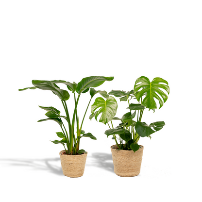 Plantenmix Strelitzia Nicolai Ø19cm 85cm Monstera Deliciosa Ø21cm 75cm mand Selin