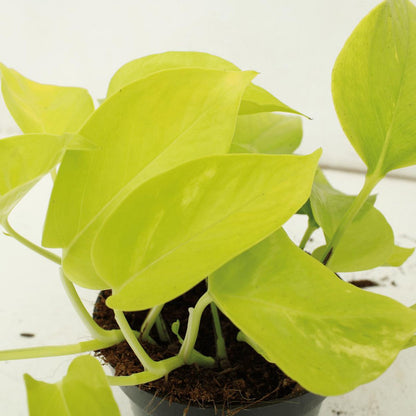 Kamerplant Epipremnum Golden Pothos 4 stuks ø12cm