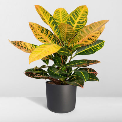 Kamerplant Codiaeum Petra Ø17cm ↕45cm