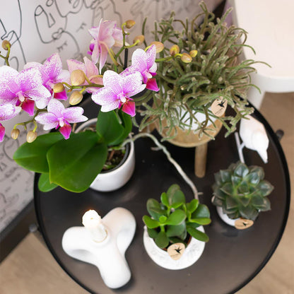 Roze Phalaenopsis Orchidee - Bloeiende Kamerplant, Potmaat Ø9 cm