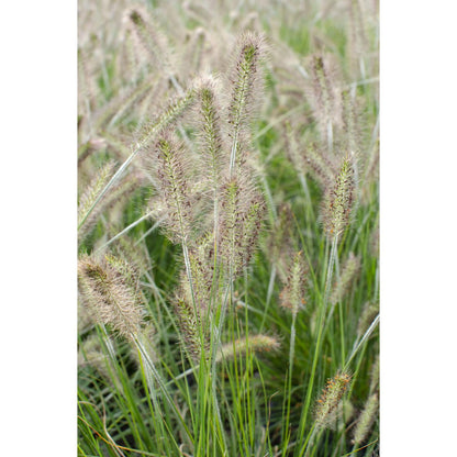 Siergras Pennisetum alopecuroides Hameln Ø19cm 40cm